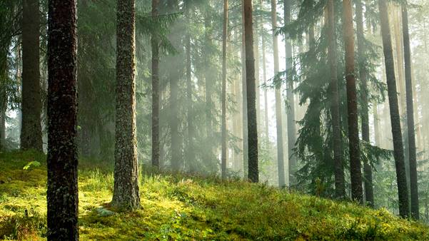 Green forest